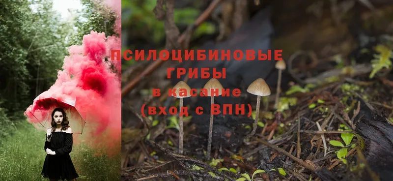 mega tor  Чистополь  Галлюциногенные грибы Magic Shrooms 